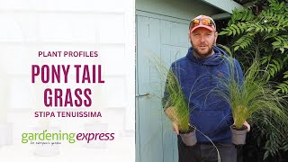 Plant Profile  Stipa tenuissima  Pony Tail Grass  Gardening Express [upl. by Smiley]