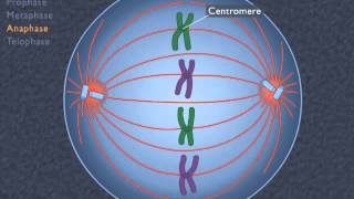 Animation How the Cell Cycle Works [upl. by Amlez]