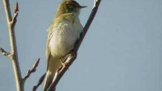 Lövsångare phylloscopus trochilus [upl. by Corsetti]