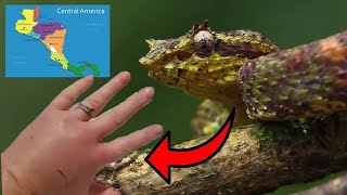 9 Most Terrifying and Deadly Viperidae Pit Vipers In Central America 🐍 [upl. by Amathiste]