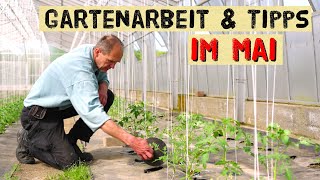 Gartenarbeit im Mai 2024  Tomaten Gurken Paprika Artischocken  Pflanzen und säen im Gemüsegarten [upl. by Fita]