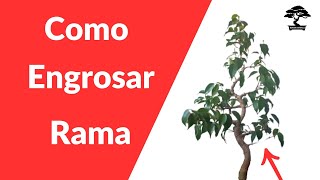 Como Engrosar Rama de Ficus Retusa Bonsái SerBull [upl. by Vaden809]