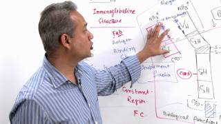 Immunology Lecture 11 Part 4 Immunologlobulins  structure and synthesis genetics [upl. by Nnairol]