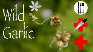 Wild Garlic Edible amp Medicinal [upl. by Billat]