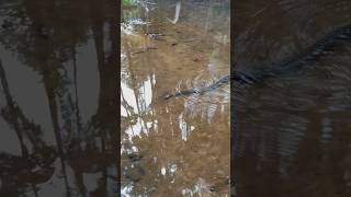 Keelback going for a swim snakevideo wildlife australia australianwildlife snake freshwater [upl. by Notrem499]