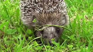 quotHedgehog is a spiny mammal Subfamily Erinaceinae in the eulipotyphlan family Erinaceidaequot [upl. by Bettzel353]