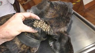 OMG 20000 Maggots Cleaned From Poor MOTHER DOG Animal Rescue 2022 [upl. by Yhtomot]