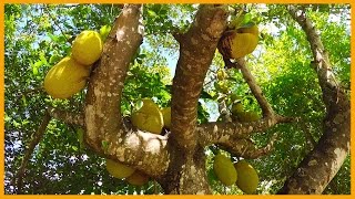 JACKFRUIT MISSION IN CAIRNS AUSTRALIA MAXIMUM ABUNDANCE FOR MINIMAL EFFORT [upl. by Bouton]