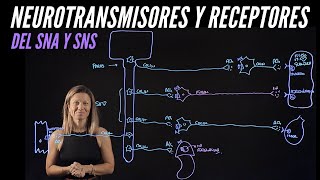 Neurotransmisores y receptores de las neuronas efectoras o motoras del sistemas nervioso [upl. by Teddi183]