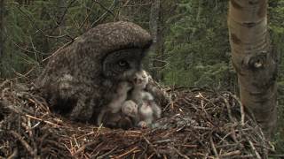 great gray owl family [upl. by Ilarin]