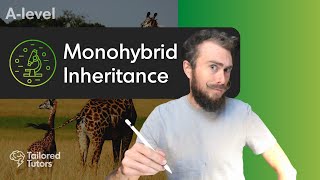 Monohybrid Inheritance  A Level Biology Revision [upl. by Alamaj743]