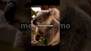 koala parte 1 curiosidades coala fatoscuriosos [upl. by Way571]