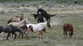 Traveler Wild Mustang Stallion of McCullough Peaks Wyoming by Karen King [upl. by Kassab]