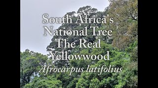 South Africas National Tree amp How to sow Yellowwoods Afrocarpus latifolius [upl. by Haleehs865]