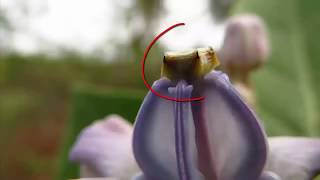 How the pollination and fertilization occur in plants [upl. by Catt]