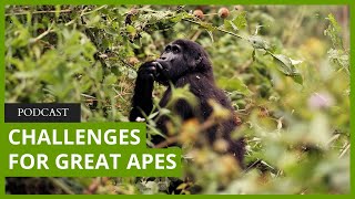 Big problems but big potential for great ape conservation [upl. by Dottie]