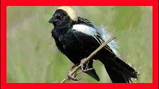 Bobolink Song Bobolink Call Bobolink Sound Bobolink Chirp Charlatán Canto Dolichonyx Oryzivorus [upl. by Fisoi241]