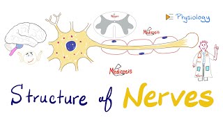 Structure of Neurons  Nerve Physiology Quick Review  Antomy and Physiology [upl. by Grindlay320]