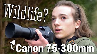 Wildlife Photography with Canon 75300mm kit lens  Putting the lens to the test  75300mm Review [upl. by Skell]