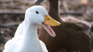 Duck Quack  Free Sound Effects  Animal Ringtones [upl. by Htennaj]