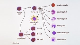 Immunology 101 The Basics and Introduction to our Patient [upl. by Volny]