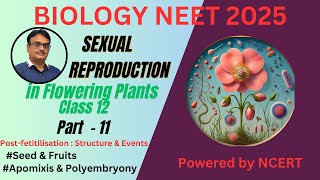 NCERT Class 12  Seed  Fruit  Apomixis amp Polyembryony [upl. by Santos37]