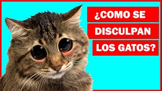 ¿Cómo se disculpan los gatos con los humanos [upl. by Elleb436]