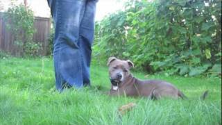 Sadie the Staffy  basic training and tricks  Staffordshire Bull Terrier [upl. by Eiuqnom212]