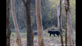 The Black Leopard Safari [upl. by Ahab]