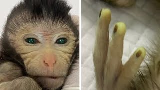 Scientists Create Chimeric Monkey With Two Sets Of DNA [upl. by Anerroc]