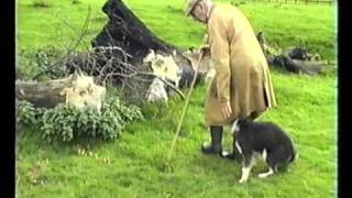 Sheepdog Training With Ted Hope Pt 2 [upl. by Jo-Anne171]