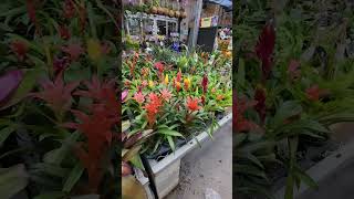 Plantas Blomelias Guzmania de diferentes colores Bromeliad Plants Guzmania of different colors 😃🪷 [upl. by Eatnhoj]