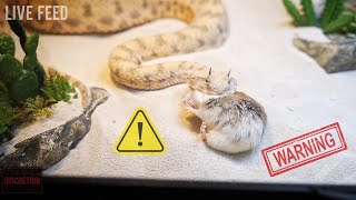 Venomous Snakes Euthanising Prey  WARNING LIVE FEED [upl. by Raul]