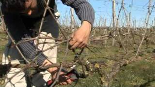 Taille de la vigne par vinimediafr au Domaine les Grandes Vignes [upl. by Aleacim767]