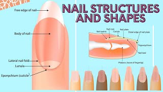 NAIL STRUCTURES AND SHAPES BEAUTY CARE NAIL CARE [upl. by Goldner475]