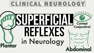 SUPERFICIAL REFLEXES  Corneal amp Conjunctival Reflex  Gag Reflex  Abdominal Reflex  Cremasteric [upl. by Mackey130]