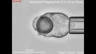 Phagocytosis of a 46 μm bead by a human neutrophil [upl. by Fife]