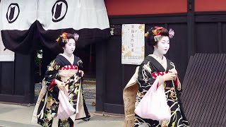 Geishas go the courtesy visit at Hanamikoji in Gion Kyoto  京都祇園、花見小路と宮川町で舞妓さんの八朔、外国人観光客の感動、海外の反応 [upl. by Nananne]