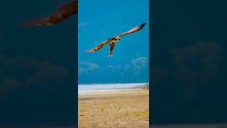 Osprey Catching Fish osprey bird nature wildlife fishing [upl. by Ednutabab419]