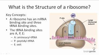 1035 Structure of Ribosomes [upl. by Abana]