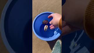 How to dig out Pipis in North Stradbroke Island 🏝️ islandlife newfinds beach [upl. by Ynabe322]