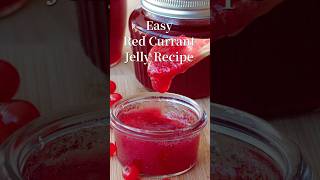 Easy Red Currant Jelly Expert Recipe Guide redcurrantjellyrecipe shorts [upl. by Ollie419]