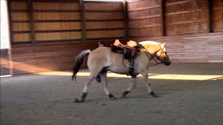 Norwegian Fjord Horse gelding quotBalderquot  lunging and riding [upl. by Icat]