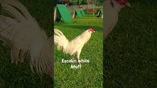 Gcgf game farm white muffshortvideo chickenfarm shortviral roosters [upl. by Svirad897]