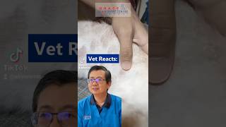 What You Need to Know About Ringworm in Pets ringworm gracevetcentre gracevet penangvet [upl. by Yetac]