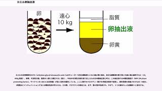 カエル卵抽出液 [upl. by Delmar]