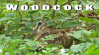 Eurasian WOODCOCK bird sounds at night and the nest [upl. by Stanly]