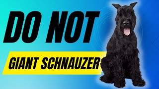 7 Reasons You SHOULD NOT Get a Giant Schnauzer Dog [upl. by Annekam]