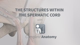 The Structures Within the Spermatic Cord  Complete Anatomy [upl. by Allimak609]