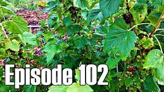 Pruning Black Currant for Maximum Production  Episode 102 [upl. by Wolford725]